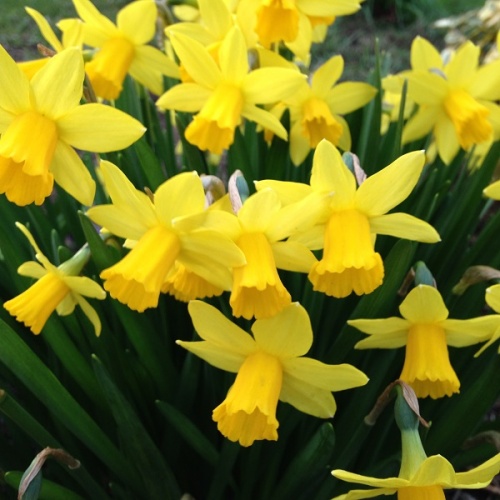 Mini Daffodil Bulbs - Tete a Tete